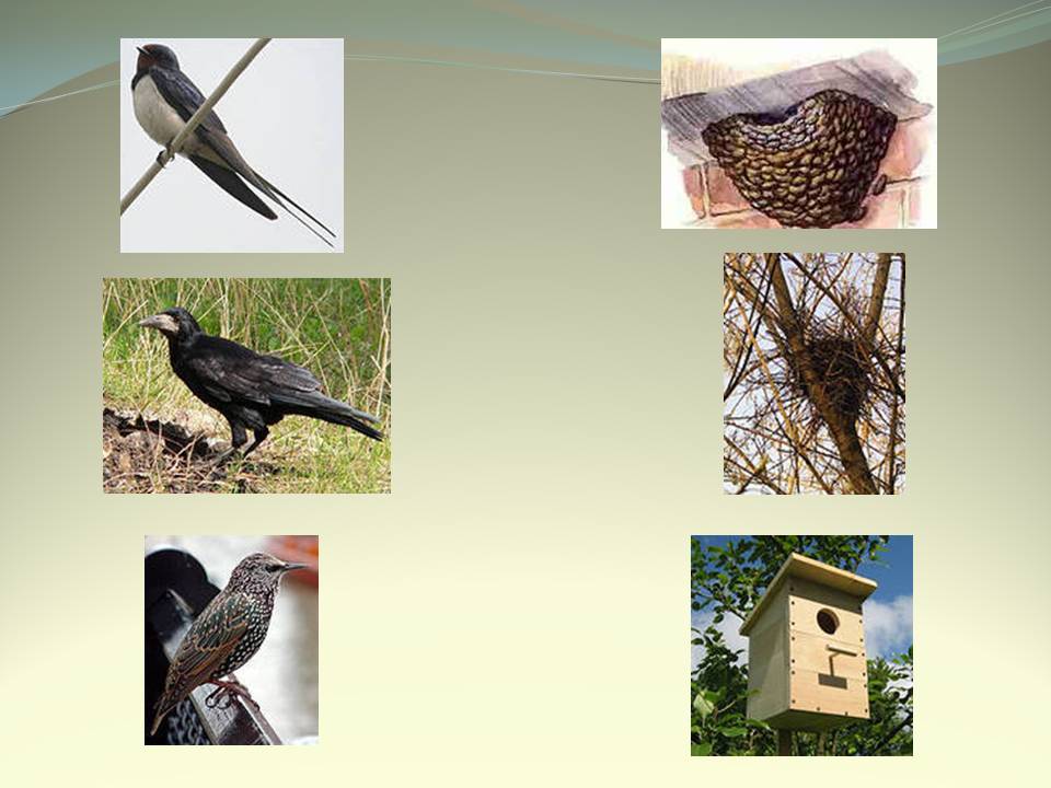 птицы и их гнезда